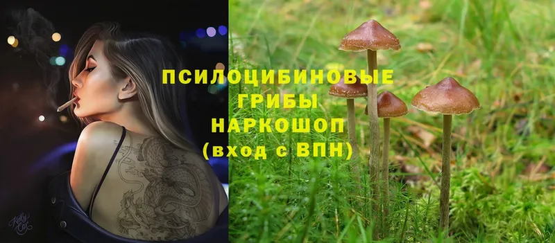 hydra зеркало  Арсеньев  Псилоцибиновые грибы Psilocybine cubensis 